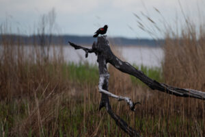 Trump Administration Moves to Drop Protections for More Wetlands