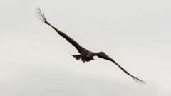 ‘Miracle’ eagle with broken wing spotted back above Scottish coast